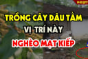 Cây âm mọc trước cửa, cây càng xanh tốt người càng khánh kiệt, là cây gì?