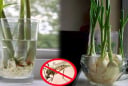 Đặt nắm lá này trong phòng muỗi sợ không dám vo ve, cả nhà yên tâm mà ngủ