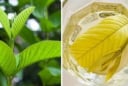 Uống nước lá ổi chữa tiểu đường mỗi ngày có hiệu quả không? Bác sĩ Bạch Mai cảnh báo sai lầm
