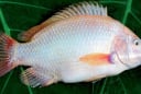 Gặp 6 loại cá này ở chợ phải mua ngay: Cá tự nhiên giá rẻ, bổ hơn cả tổ yến nhân sâm