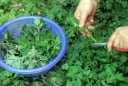 Ngải cứu không chỉ là rau mà còn là thuốc: 4 cách dùng ngải cứu tốt cho sức khỏe