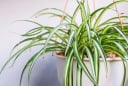 7 loại cây cảnh phong thủy để trong phòng ngủ giúp bạn có giấc ngủ ngon hơn