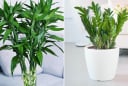 Đặt 4 loại cây phong thủy này trong phòng khách, gia chủ vận đỏ như son, tiền vào như nước