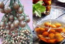 Loại quả giá vài nghìn đồng đang vào màu được ví như nhân sâm của người nghèo, tốt như tiên dược