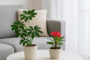 Đặt đúng 4 loại cây phong thủy này trong phòng khách, tiền tài kéo về ào ào không kịp đếm