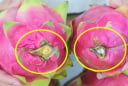 Mẹo chọn thanh long ngọt lịm: Nhớ 5 điểm này, không bao giờ mua nhầm