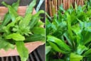 Mẹo trồng rau mùi tàu (ngò gai) lá to, xanh mướt, tha hồ có rau ăn quanh năm