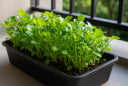 Rau cải xoong: Trồng một lần ăn cả năm, giàu canxi gấp đôi sữa giúp trẻ cao lớn khỏe mạnh