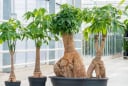 Có 2 loại cây hợp cả 5 mệnh, trồng trước nhà ‘ăn tiền thiên hạ’, hút lộc cực đỉnh