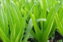 Loại rau giàu canxi gấp nhiều lần sữa, ăn sống hay nấu chín đều cực tốt cho xương
