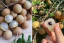 Nhãn thơm ngọt nhưng có 4 nhóm người không nên ăn, thích mấy cũng phải tránh