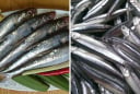 7 loại cá vừa rẻ vừa sạch, bổ như nhân sâm: Đi chợ thấy nên mua ngay