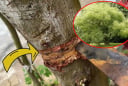 4 loại cây trồng ở nhà nào nhà đó không đau ốm hao tài, khánh kiệt