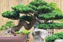 5 loại cây người nghèo chê nhưng người giàu lại thích rước về, chẳng trách càng trồng càng giàu