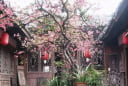 Các cụ dặn: 3 loại cây là “thần tài trong vườn nhà”, trồng 1 cây gia đạo hưng thịnh, tiền bạc rủng rỉnh