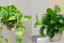 Loại cây được mệnh danh là máy lọc không khí, hút sạch 80% khí độc mỗi ngày