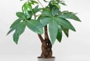 6 loại cây cảnh may mắn, tài lộc và thịnh vượng cho người mệnh Mộc