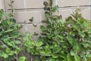 Cách trồng cây lá mơ lông siêu đơn giản, ăn trong nhiều tháng