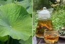 Lấy lá sen đun nước uống, cơ thể nhận được 4 lợi ích tuyệt vời