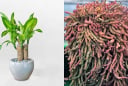 3 loại cây cảnh có tên mang ý nghĩa 'tiền tài', càng trồng càng vượng khí - tiền vào như nước