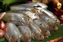 7 loại cá phải mua ngay nếu bắt gặp ở chợ: Dinh dưỡng ngang nhân sâm, rẻ hơn tổ yến, không chứa hóa chất