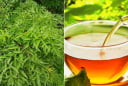 Lấy lá đinh lăng đun nước uống, cơ thể nhận được lợi ích gì?