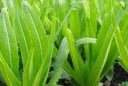 Loại rau giàu canxi gấp đôi sữa, ăn sống hay nấu chín đều bổ xương chắc khỏe