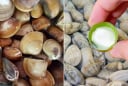 Ngâm ngao đừng dùng nước lã, thêm vài giọt này, ngao nhả cát cực nhanh