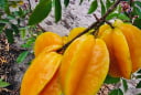 Người xưa nói trồng cây khế trước nhà gia đình khỏe mạnh may mắn, nhất là người tuổi này rất hợp cây khế