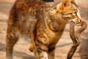 Mèo nhà rất lành nhưng gặp rắn là 'không tha', lý do là gì?