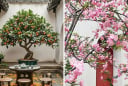 Cổ nhân nói không sai: Nhà trồng 3 loại cây, 10 người thì 9 sẽ giàu sang phú quý, nhà nào cũng nên trồng