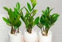 Đặt cây Kim Tiền trong nhà chuẩn phong thủy tài lộc đổ về như nước