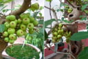 Gia chủ tuổi này trồng cây sung trong nhà như 'hổ mọc thêm cánh', lộc đến ào ào, tiền vào như nước