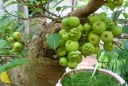 Cây sung trồng trước cổng hay sau nhà mới hút tài lộc? Gia chủ nào cũng nên biết điều này
