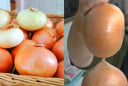 Mẹo bảo quản hành tây nửa năm không hỏng