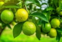 Tổ tiên dạy: 'Trong nhà có hai cây thì dù không giàu cũng có phước', đó là 2 cây gì?