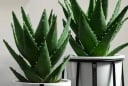 5 loại cây vừa tốt cho sức khỏe vừa hút tài lộc, được cả thầy thuốc lẫn thầy phong thủy khuyên trồng