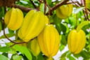Có nên trồng cây khế trước nhà không? Giải mã phong thủy và mệnh hợp để đón tài lộc