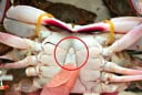 Mua cua ghẹ đừng chọn con to! 4 mẹo chọn cua ghẹ béo chắc, nhiều thịt ai cũng cần biết
