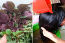 Gội đầu bằng nước lá tía tô có tác dụng gì?