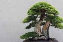 Những loại cây cảnh phong thủy phù hợp với người tuổi Thân, hỗ trợ công danh, sự nhiệp và cuộc sống hạnh phúc