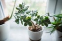 Top 5 loại cây cảnh để bàn làm việc mang lại may mắn, tài lộc