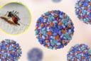 WHO cảnh báo nguy cơ bùng phát dịch do một loại virus nguy hiểm, 5,6 tỷ người có khả năng mắc bệnh