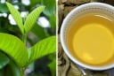 Loại lá dân dã nhà nào cũng có, có rất nhiều tác dụng tốt mà không phải ai cũng biết hết