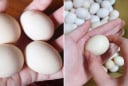 Mua trứng gà chọn quả to hay quả nhỏ: Người nuôi tiết lộ cách chọn tốt nhất