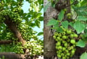 Trồng cây sung lớn trước nhà có nên không?