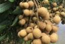 6 nhóm người không nên ăn nhãn