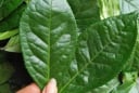 Đi chợ gặp 5 loại lá này nhớ mua ngay – Rẻ bèo nhưng giúp giải độc, làm sạch phổi hiệu quả không ngờ