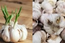 6 loại tỏi người bán còn không dám ăn: Nhiều người vẫn vô tư mua về nấu cho cả nhà