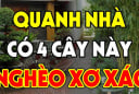 4 cây âm chặn cửa tài lộc